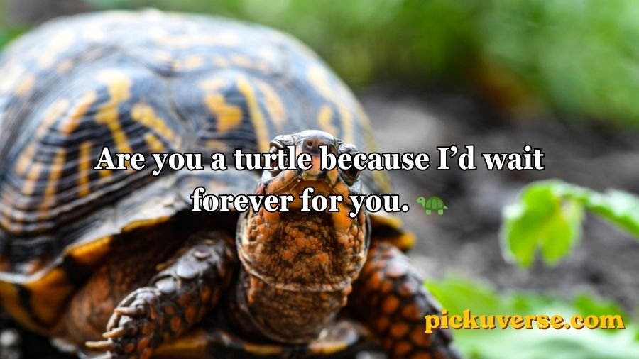 Animal Pick Up Lines