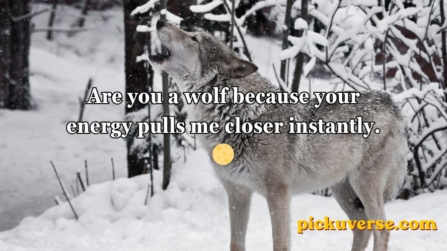 Animal Pick Up Lines