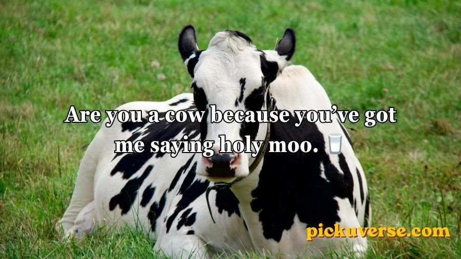 Animal Pick Up Lines