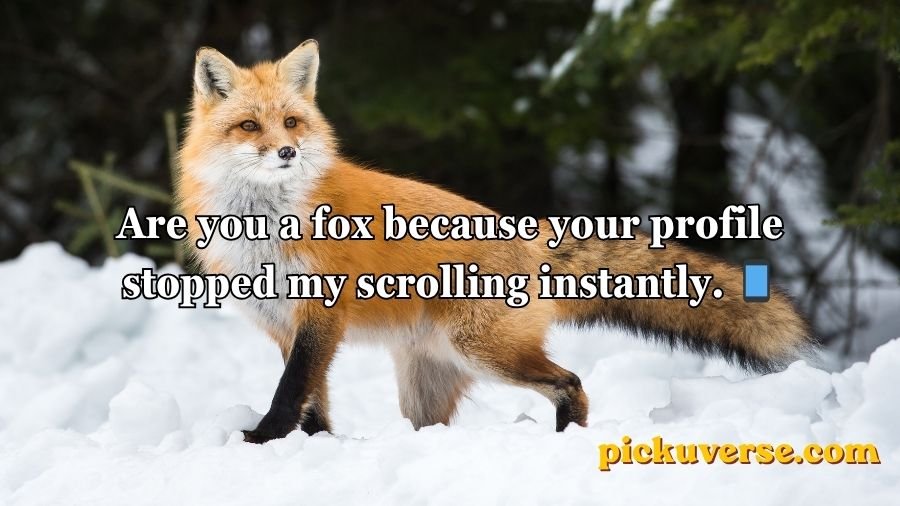 Animal Pick Up Lines