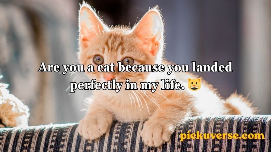 Animal Pick Up Lines