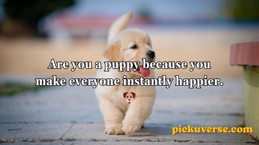 Animal Pick Up Lines