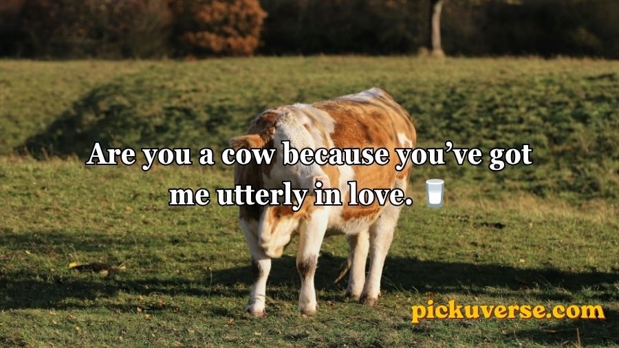 Animal Pick Up Lines