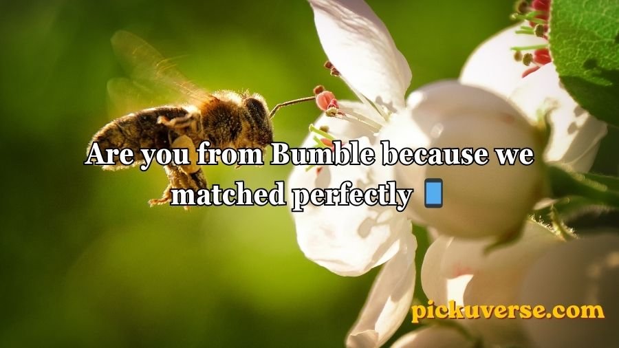 Bee Pick Up Lines