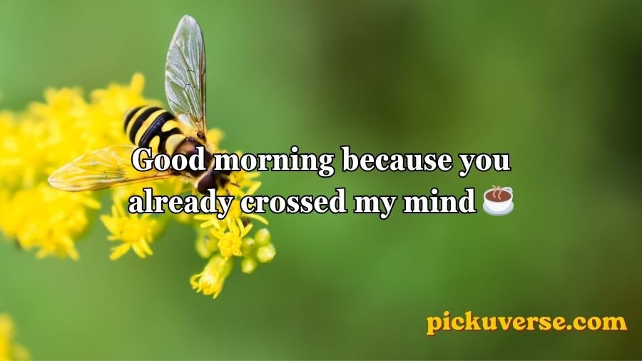 Bee Pick Up Lines