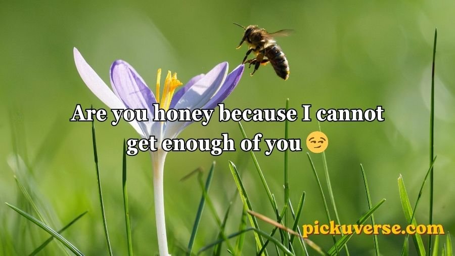 Bee Pick Up Lines