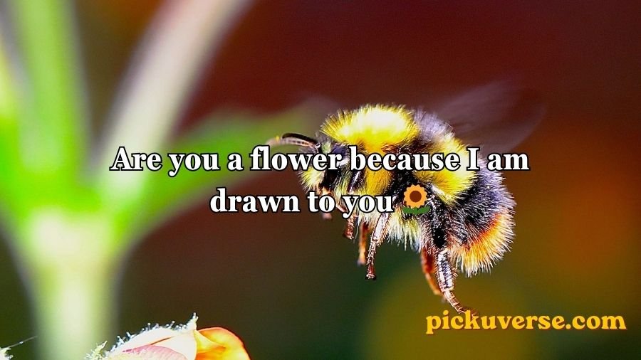 Bee Pick Up Lines