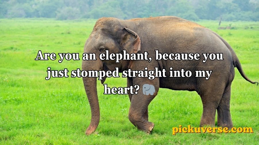 Best Elephant Pick Up Lines And Rizz