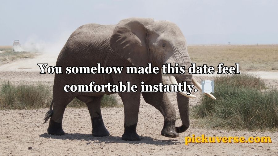 Best Elephant Pick Up Lines And Rizz
