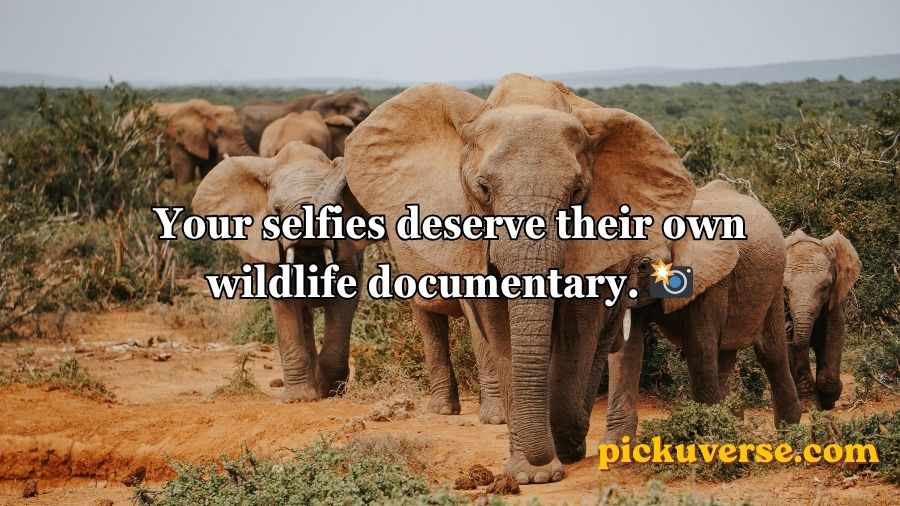 Best Elephant Pick Up Lines And Rizz