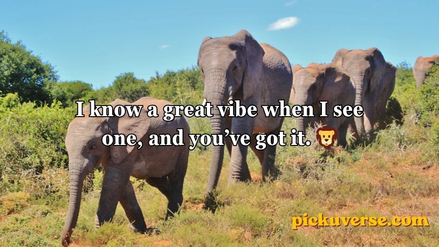 Best Elephant Pick Up Lines And Rizz