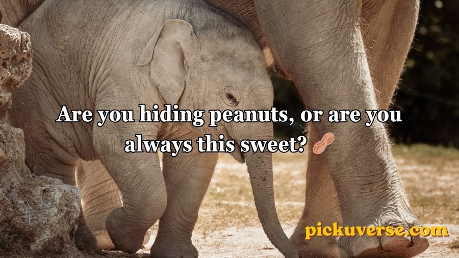 Best Elephant Pick Up Lines And Rizz