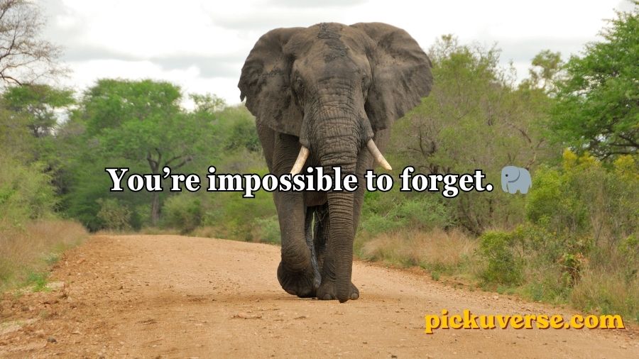 Best Elephant Pick Up Lines And Rizz