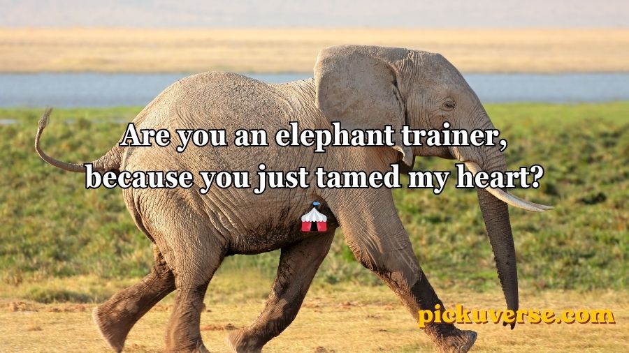 Best Elephant Pick Up Lines And Rizz