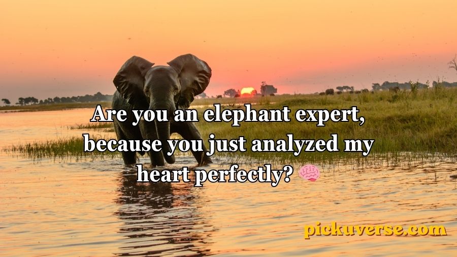 Best Elephant Pick Up Lines And Rizz