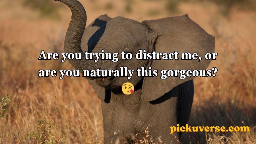 Best Elephant Pick Up Lines And Rizz