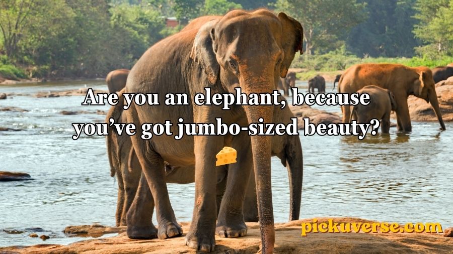 Best Elephant Pick Up Lines And Rizz