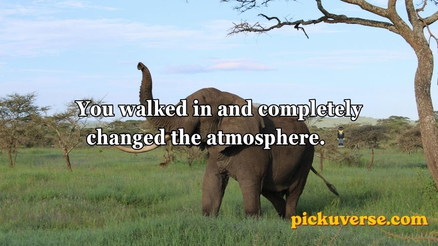 Best Elephant Pick Up Lines And Rizz