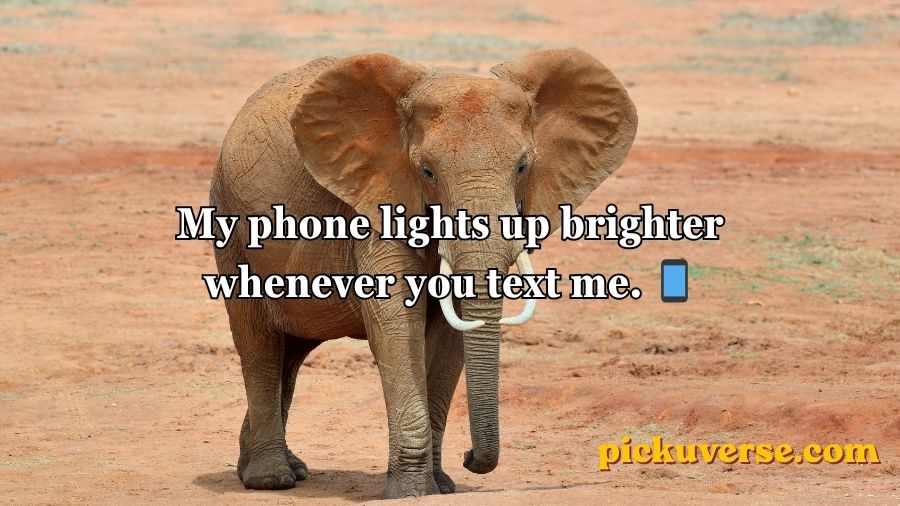 Best Elephant Pick Up Lines And Rizz