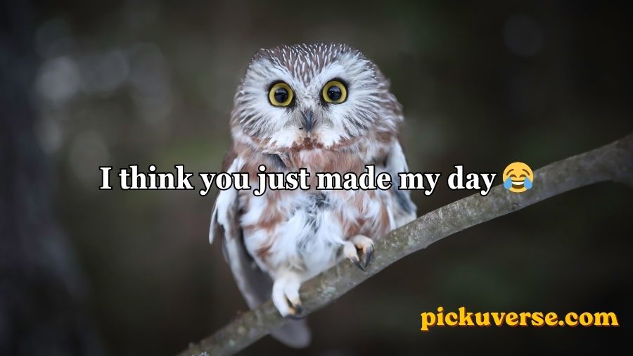 Best Owl Pick Up Lines