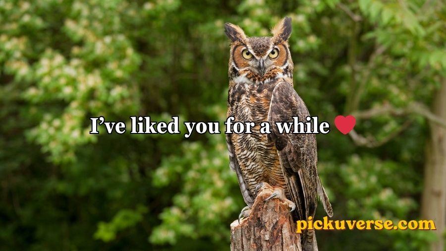 Best Owl Pick Up Lines