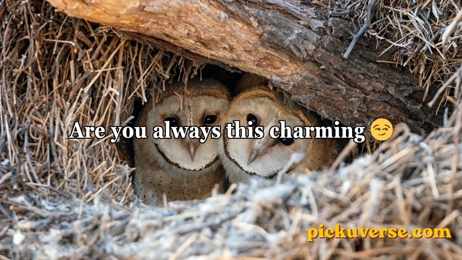 Best Owl Pick Up Lines