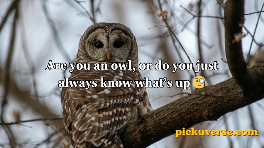 Best Owl Pick Up Lines