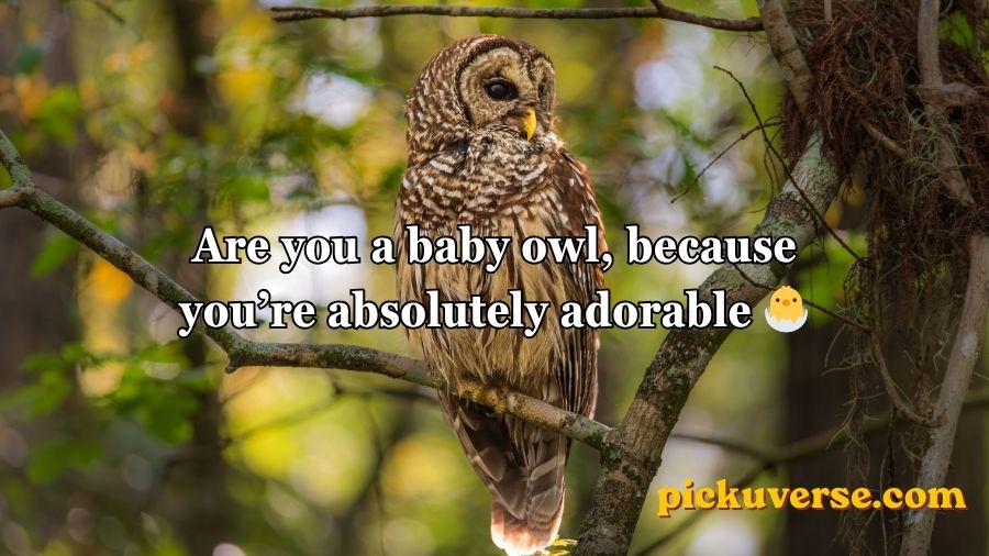 Best Owl Pick Up Lines