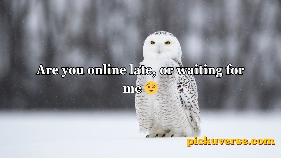 Best Owl Pick Up Lines