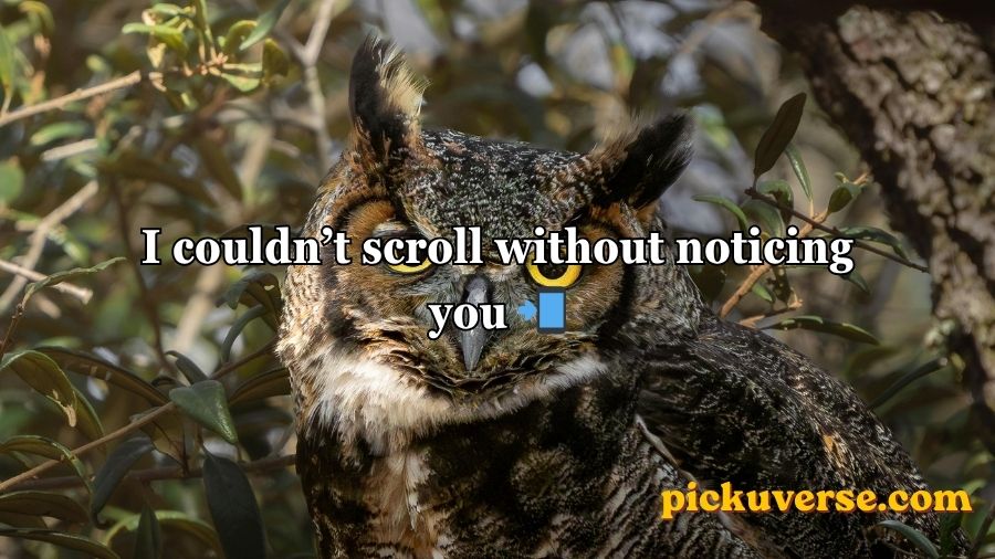 Best Owl Pick Up Lines