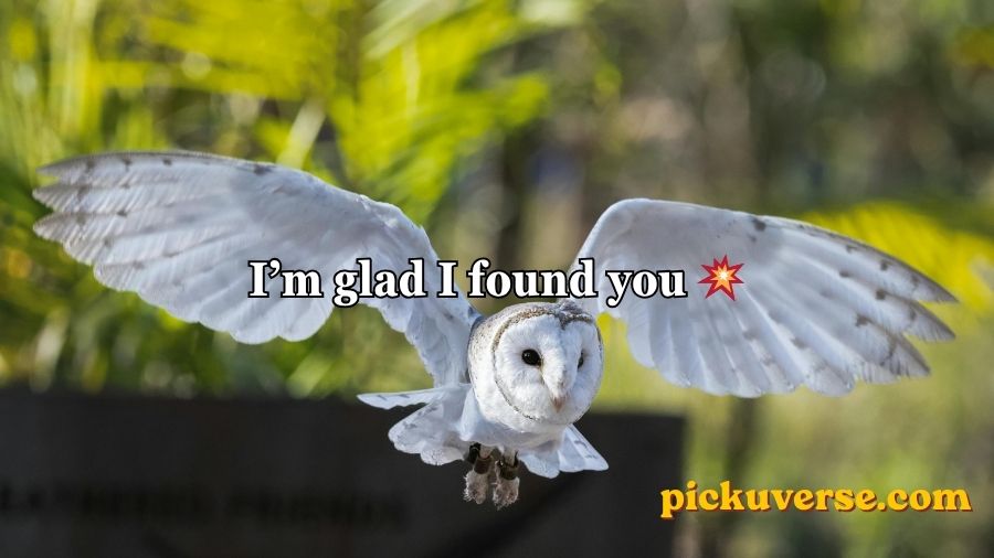 Best Owl Pick Up Lines
