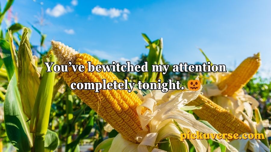 Corn Pick Up Lines