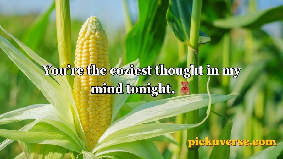 Corn Pick Up Lines