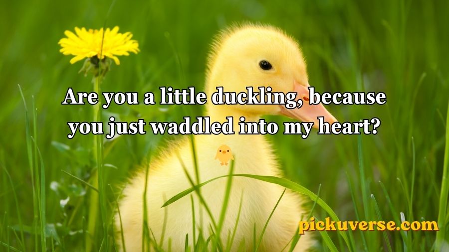 Duck Pick Up Lines