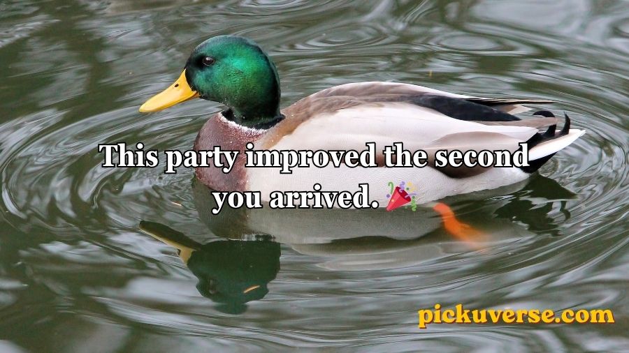 Duck Pick Up Lines