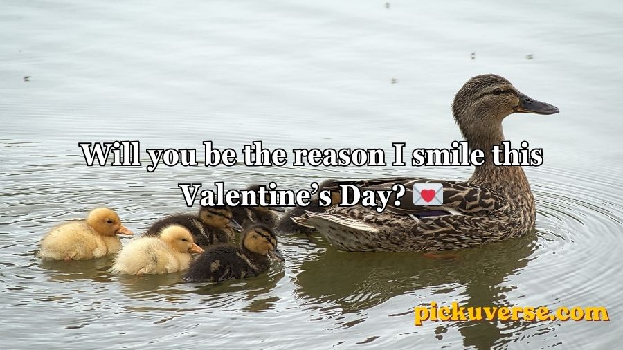 Duck Pick Up Lines