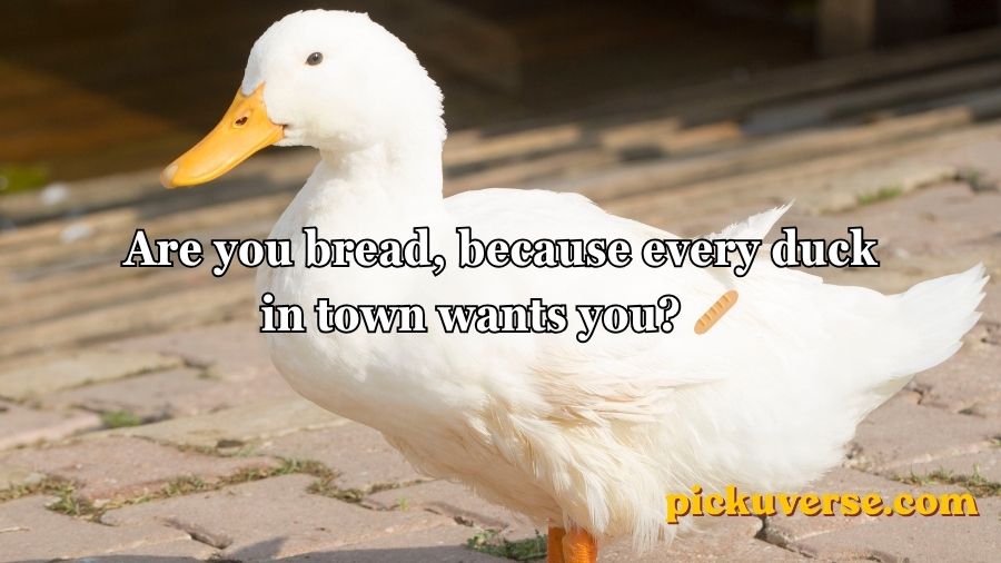 Duck Pick Up Lines