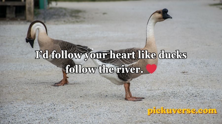 Duck Pick Up Lines