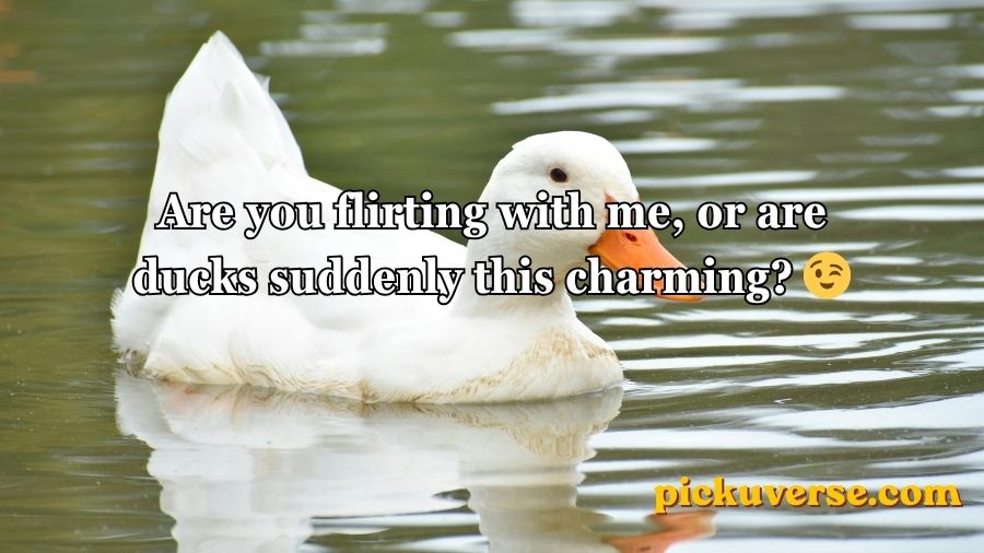 Duck Pick Up Lines