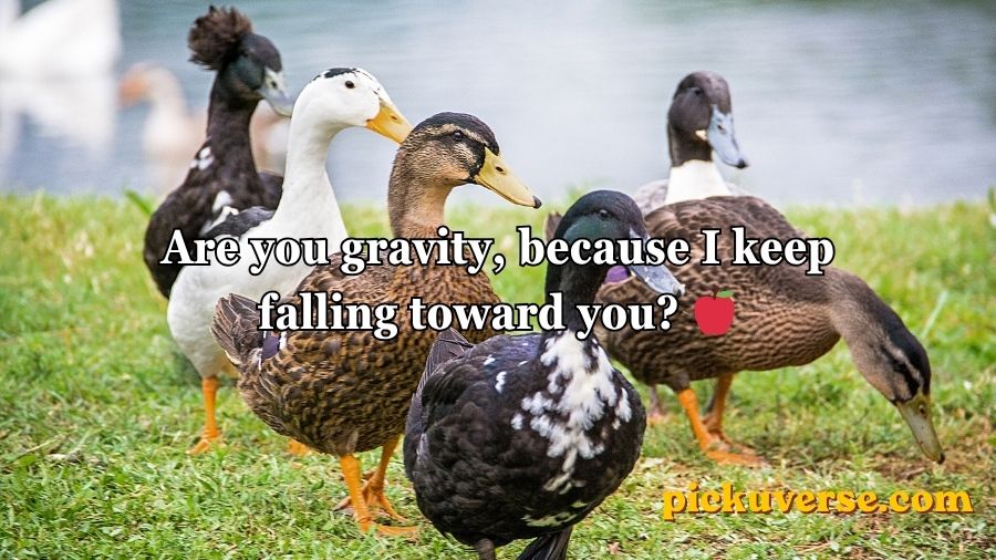 Duck Pick Up Lines