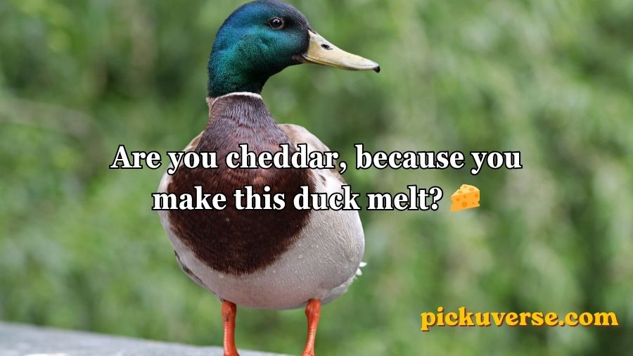 Duck Pick Up Lines