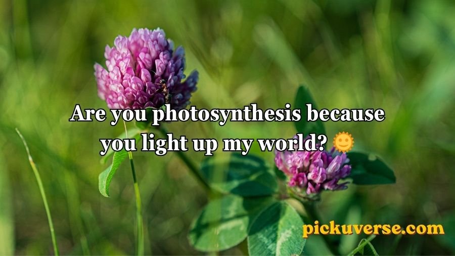 Flower Pick Up Lines