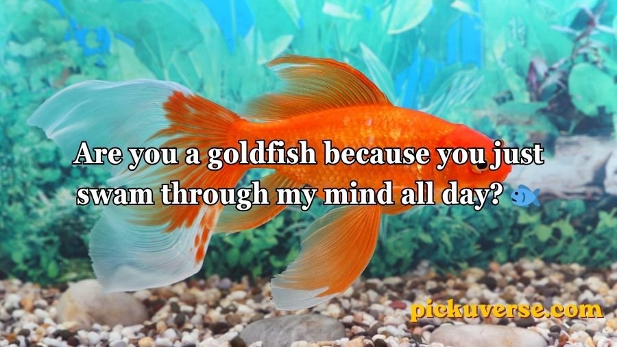 Goldfish Pick-Up Lines