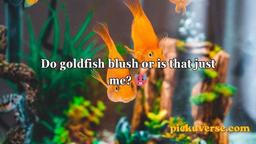 Goldfish Pick-Up Lines