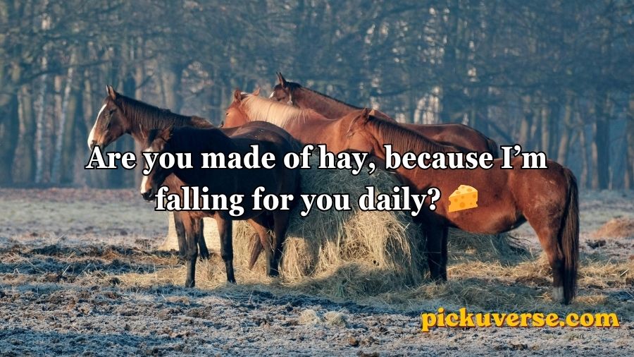 Horse Pick Up Lines