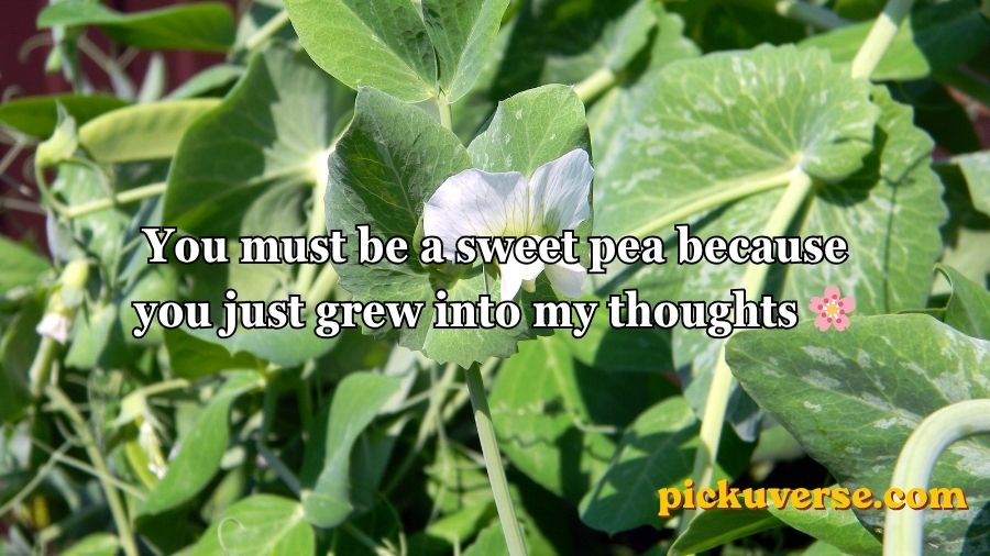 Pea Pickup Lines