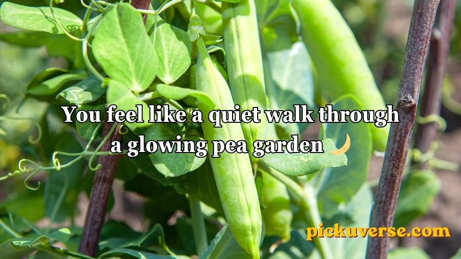 Pea Pickup Lines