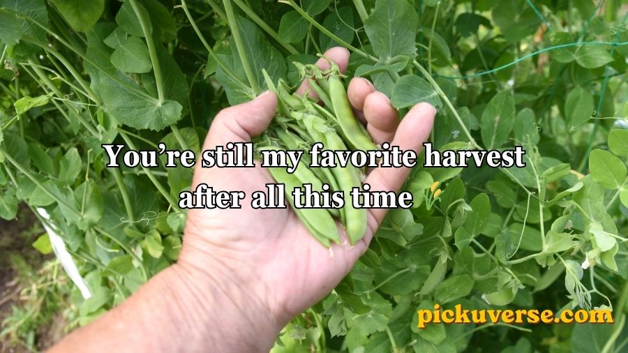 Pea Pickup Lines