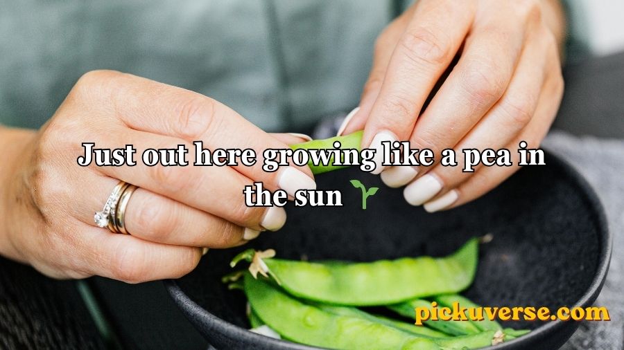 Pea Pickup Lines