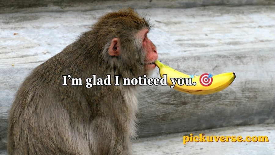 Rizz Monkey GIF Pick Up Lines